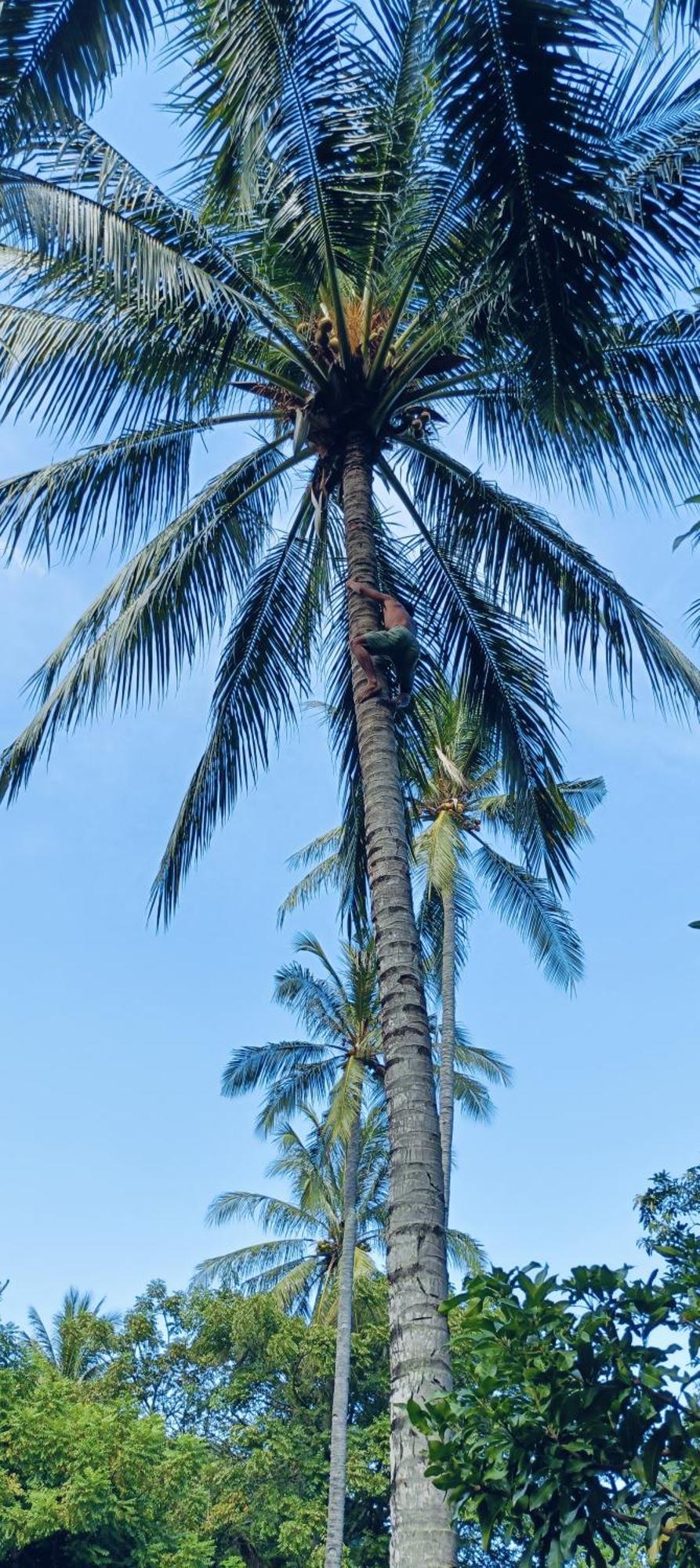Lendang Eco Lodge Senggigi Bilik gambar